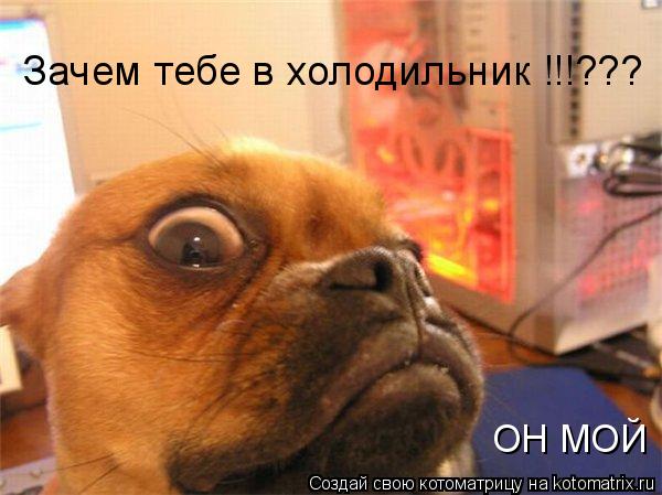 Зачем тебе в холодильник !!!??? ОН МОЙ !!!... Котоматрица: Зачем тебе в холодильник !!!??? ОН МОЙ !!!