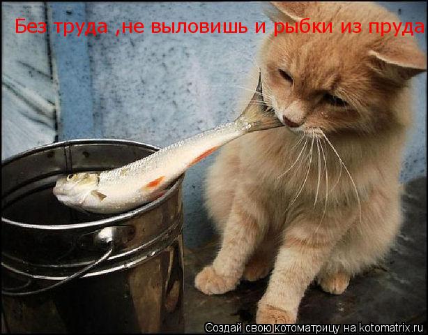 Без труда ,не выловишь и рыбки из пруда =)... Котоматрица: Без труда ,не выловишь и рыбки из пруда =)