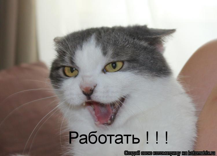 Работать ! ! !... Котоматрица: Работать ! ! !