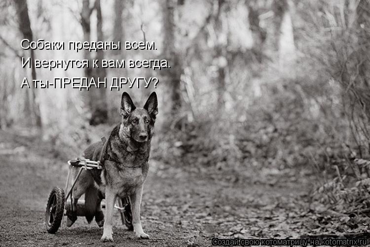 Собаки преданы всем. И вернутся к вам всегда. А ты-ПРЕДАН ДРУГУ?... Котоматрица: Собаки преданы всем. И вернутся к вам всегда. А ты-ПРЕДАН ДРУГУ?