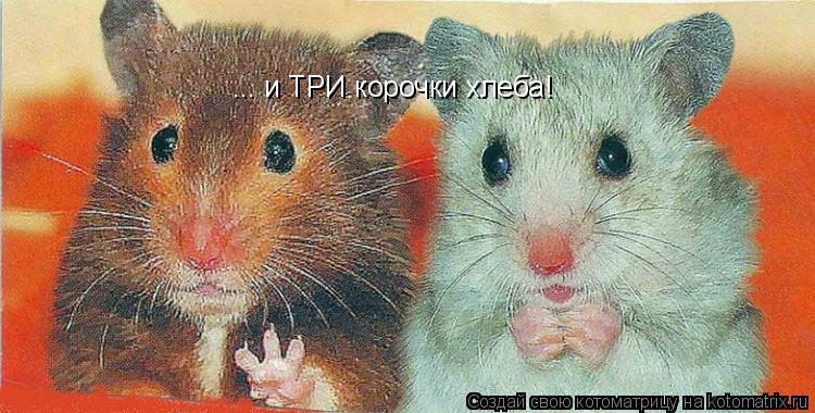 ... и ТРИ корочки хлеба!... Котоматрица: ... и ТРИ корочки хлеба!