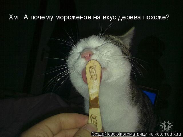 Хм.. А почему мороженое на вкус дерева похоже?... Котоматрица: Хм.. А почему мороженое на вкус дерева похоже?