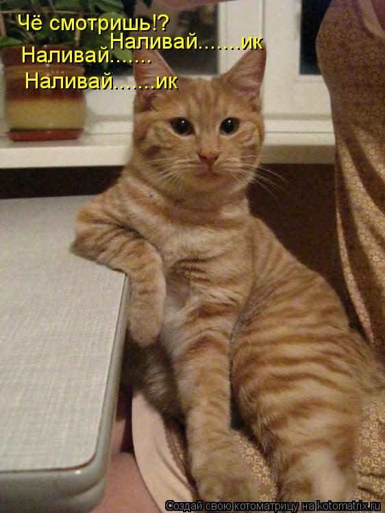 Котоматрица: Чё смотришь!? Наливай....... Наливай.......ик Наливай.......ик