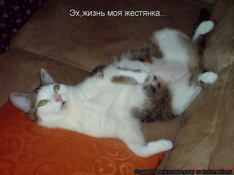 Котоматрица: Эх,жизнь моя жестянка...