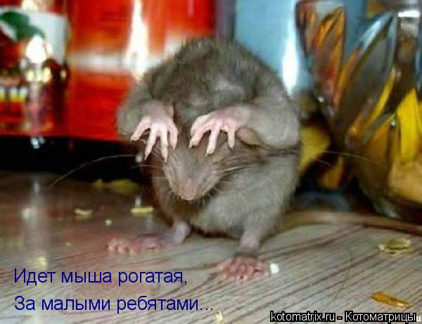 Котоматрица: За малыми ребятами... Идет мыша рогатая,