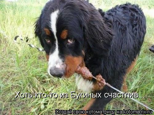 Котоматрица: Хоть кто-то из Букиных счастлив...