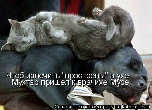 Котоматрица: Чтоб излечить "прострелы" в ухе Мухтар пришел к врачихе Мусе.