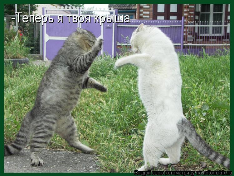 Котоматрица: -Теперь я твоя крыша