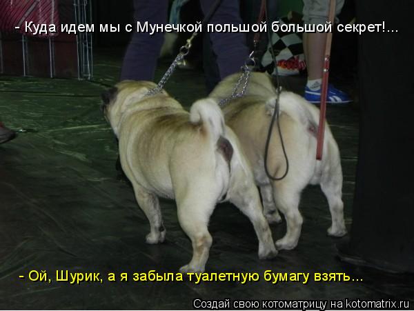 Котоматрица: - Куда идем мы с Мунечкой польшой большой секрет!...  - Ой, Шурик, а я забыла туалетную бумагу взять...