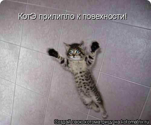 Котоматрица: КотЭ прилипло к повехности!