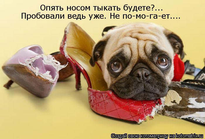 Опять носом тыкать будете?... Пробовали ведь уже. Не по-мо-га-ет....... Котоматрица: Опять носом тыкать будете?... Пробовали ведь уже. Не по-мо-га-ет....