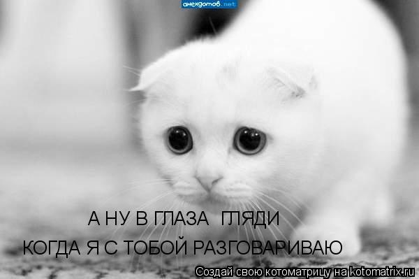 А НУ В ГЛАЗА ГЛЯДИ КОГДА Я С ТОБОЙ РАЗГОВАРИВАЮ... Котоматрица: А НУ В ГЛАЗА ГЛЯДИ КОГДА Я С ТОБОЙ РАЗГОВАРИВАЮ
