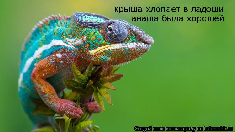 Котоматрица: крыша хлопает в ладоши анаша была хорошей