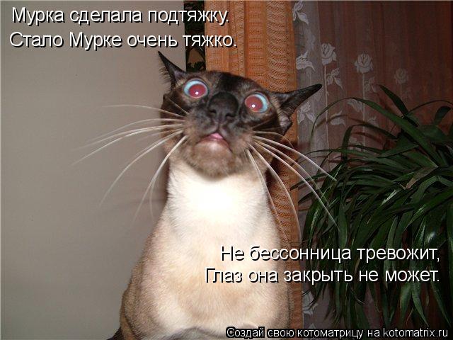 Котоматрица: Мурка сделала подтяжку. Стало Мурке очень тяжко. Не бессонница тревожит, Глаз она закрыть не может.
