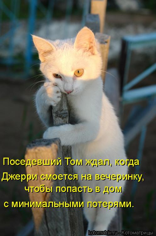Котоматрица: Поседевший Том ждал, когда Джерри смоется на вечеринку,  чтобы попасть в дом с минимальными потерями.