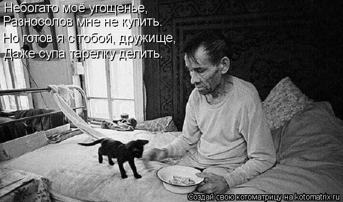 Котоматрица: Небогато моё угощенье, Разносолов мне не купить. Но готов я с тобой, дружище, Даже супа тарелку делить.