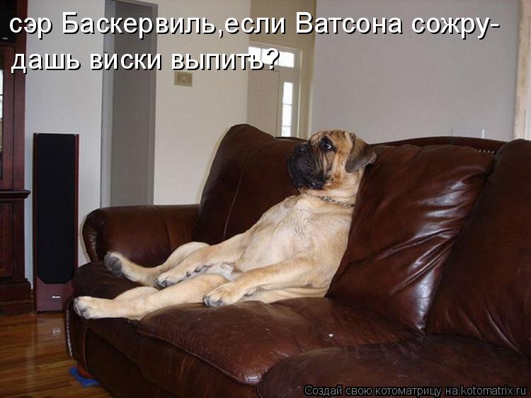 Котоматрица: сэр Баскервиль,если Ватсона сожру- дашь виски выпить?