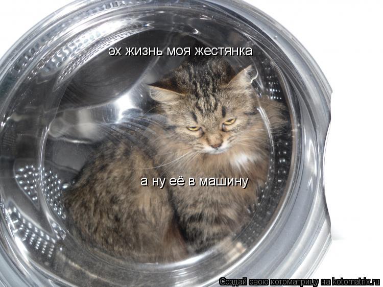 Котоматрица: эх жизнь моя жестянка а ну её в машину