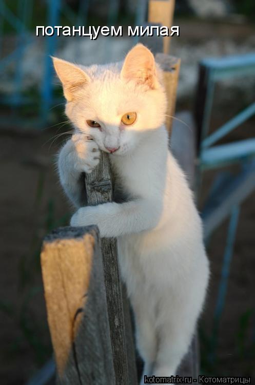 Котоматрица: потанцуем милая