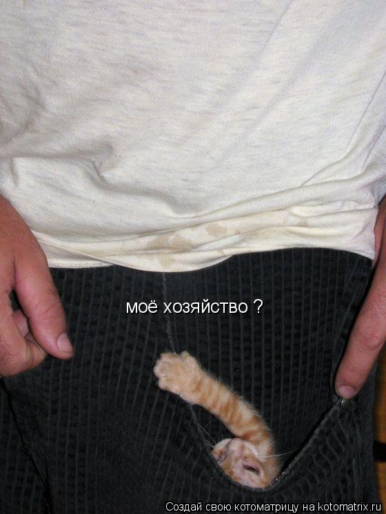 Котоматрица: моё хозяйство ?