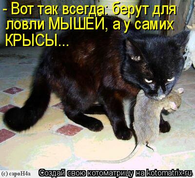 Котоматрица: - Вот так всегда: берут для ловли МЫШЕЙ, а у самих КРЫСЫ...