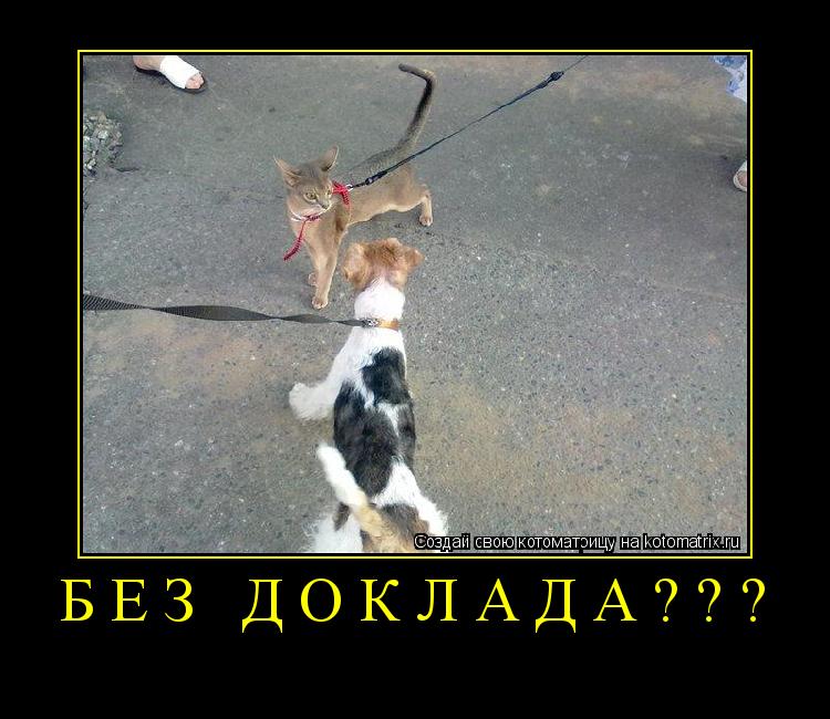 Котоматрица: без доклада??? 