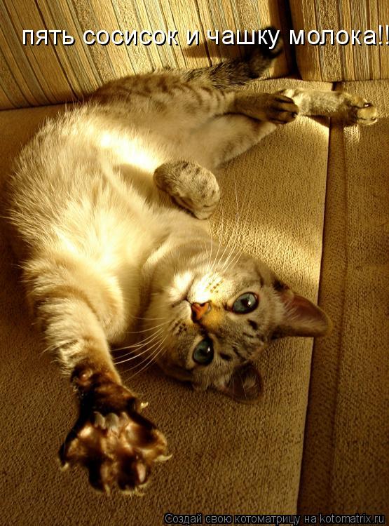 Котоматрица: пять сосисок и чашку молока!!