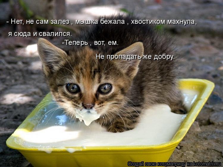 Котоматрица: - Нет, не сам залез , мышка бежала , хвостиком махнула, я сюда и свалился. -Теперь , вот, ем. Не пропадать же добру.