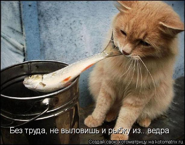 Котоматрица: Без труда, не выловишь и рыбку из...ведра