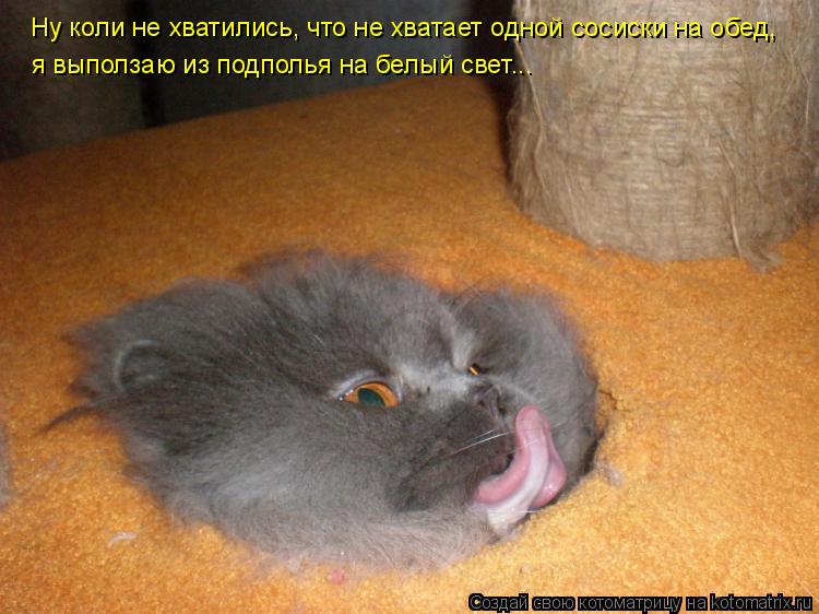 Ну коли не хватились, что не хватает одной сосиски на обед, я выползаю из подполья на белый свет...... Котоматрица: Ну коли не хватились, что не хватает одной сосиски на обед, я выползаю из подполья на белый свет...