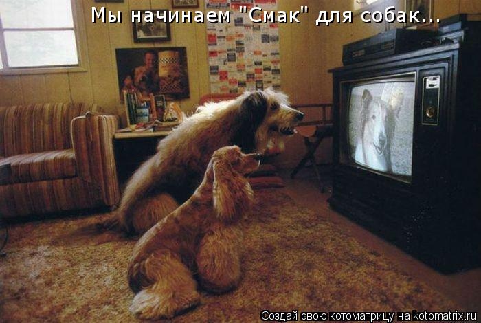 Мы начинаем "Смак" для собак...... Котоматрица: Мы начинаем "Смак" для собак...