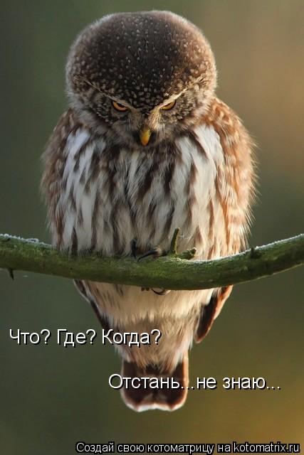 Что? Где? Когда? Отстань...не знаю...... Котоматрица: Что? Где? Когда? Отстань...не знаю...
