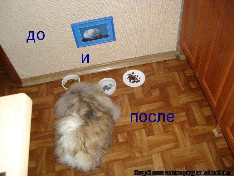 до и после... Котоматрица: до и после