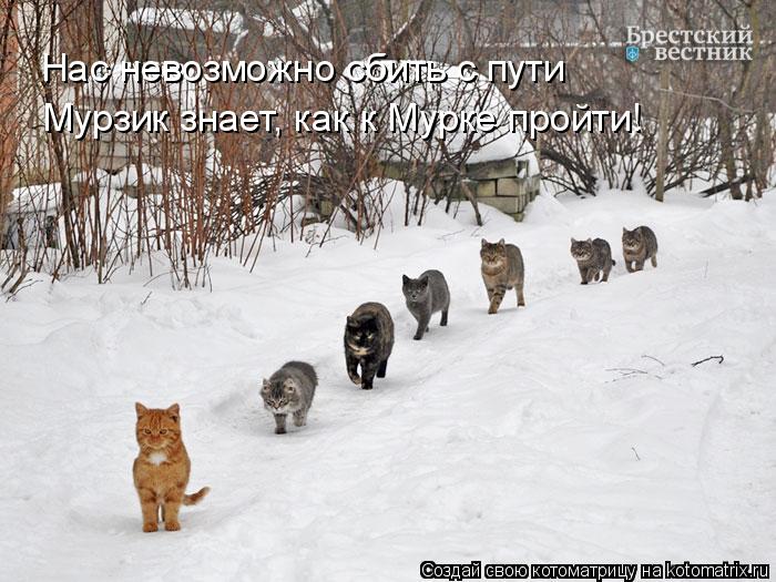 Нас невозможно сбить с пути Мурзик знает, как к Мурке пройти!... Котоматрица: Нас невозможно сбить с пути Мурзик знает, как к Мурке пройти!