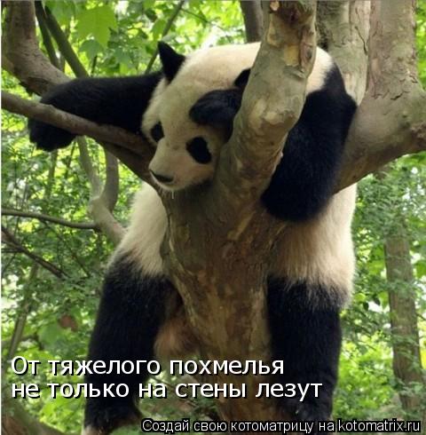 От тяжелого похмелья не только на стены лезут... Котоматрица: От тяжелого похмелья не только на стены лезут