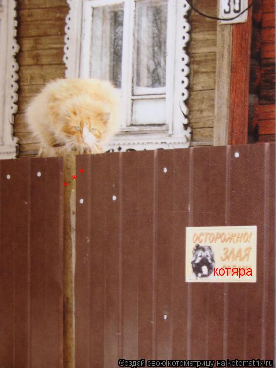 котяра котяра * * *... Котоматрица: котяра котяра * * *