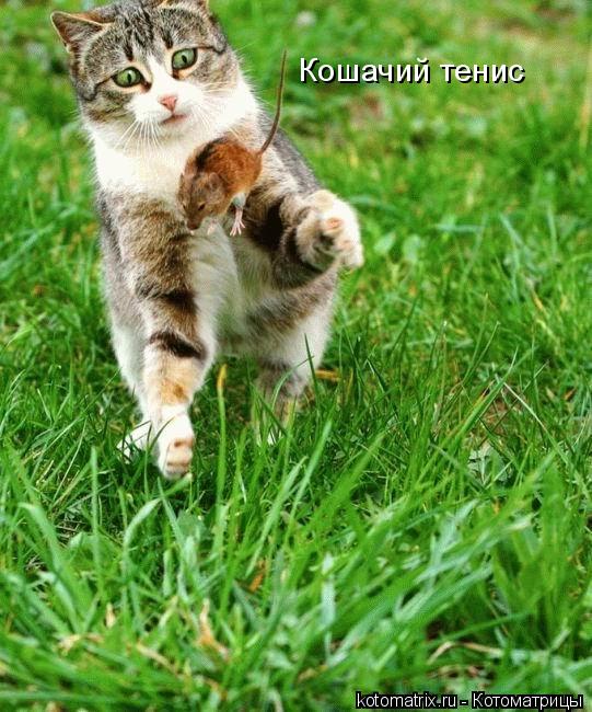 Кошачий тенис... Котоматрица: Кошачий тенис