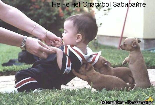 Не не не! Спасибо! Забирайте!... Котоматрица: Не не не! Спасибо! Забирайте!