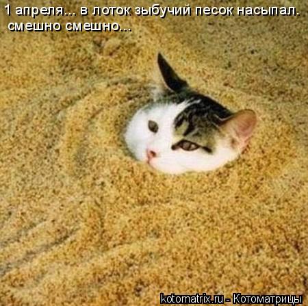 1 апреля... в лоток зыбучий песок насыпал. смешно смешно...... Котоматрица: 1 апреля... в лоток зыбучий песок насыпал. смешно смешно...