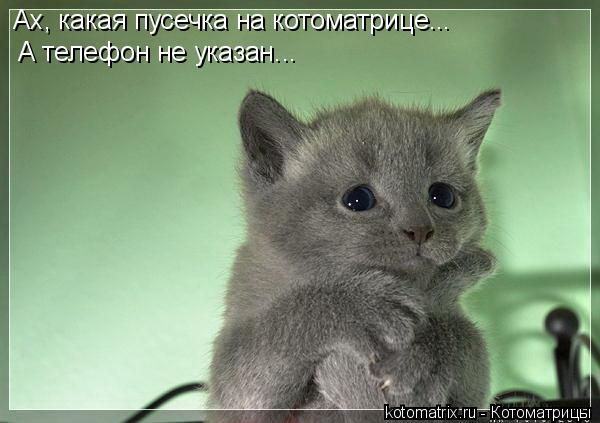 Ах, какая пусечка на котоматрице... А телефон не указан...... Котоматрица: Ах, какая пусечка на котоматрице... А телефон не указан...