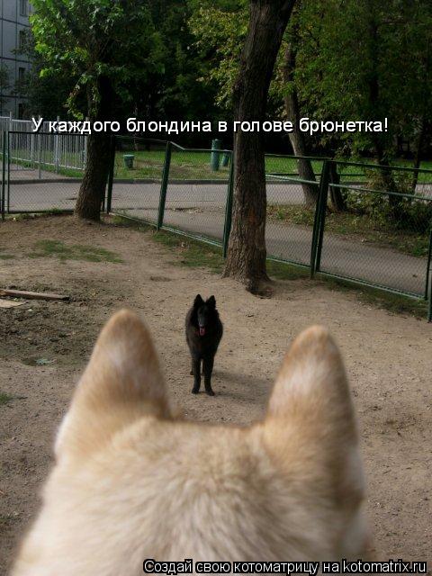 У каждого блондина в голове брюнетка! У каждого блондина в голове брюнетка!... Котоматрица: У каждого блондина в голове брюнетка! У каждого блондина в голове брюнетка!