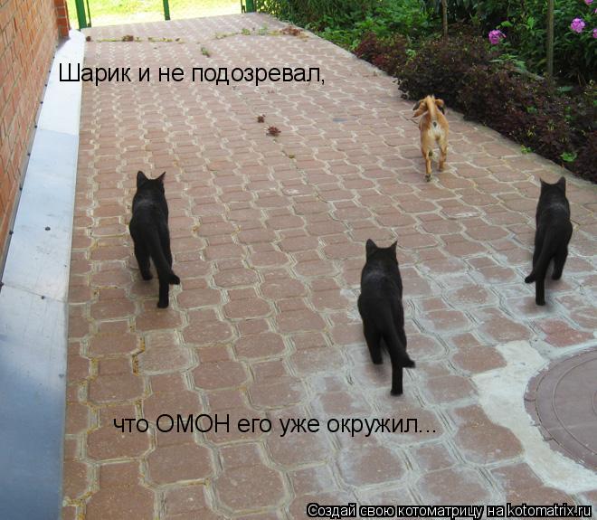 Котоматрица: Шарик и не подозревал, что ОМОН его уже окружил...
