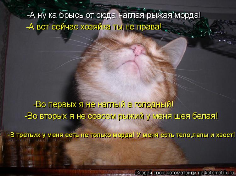-А ну ка брысь от сюда наглая рыжая морда! -А вот сейчас хозяйка ты не права! -Во первых я не наглый ... Котоматрица: -А ну ка брысь от сюда наглая рыжая морда! -А вот сейчас хозяйка ты не права! -Во первых я не наглый а голодный! -Во вторых я не совсем рыжий у ме
