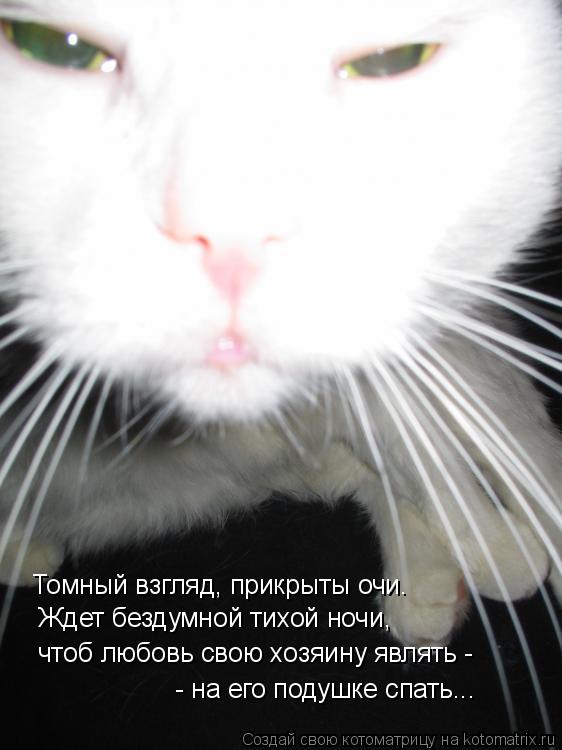 Томный взгляд, прикрыты очи. Ждет бездумной тихой ночи, чтоб любовь свою хозяину являть - - на его по... Котоматрица: Томный взгляд, прикрыты очи. Ждет бездумной тихой ночи, чтоб любовь свою хозяину являть - - на его подушке спать...