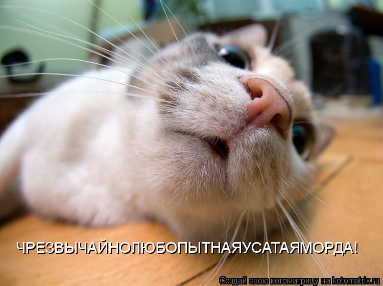 ЧРЕЗВЫЧАЙНОЛЮБОПЫТНАЯУСАТАЯМОРДА!... Котоматрица: ЧРЕЗВЫЧАЙНОЛЮБОПЫТНАЯУСАТАЯМОРДА!