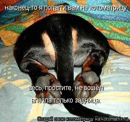наконец-то я попал к вам на котоматрицу весь, простите, не вошёл влезла только задница.... Котоматрица: наконец-то я попал к вам на котоматрицу весь, простите, не вошёл влезла только задница.