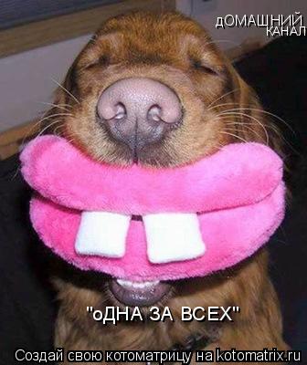 дОМАШНИЙ КАНАЛ "оДНА ЗА ВСЕХ"... Котоматрица: дОМАШНИЙ КАНАЛ "оДНА ЗА ВСЕХ"