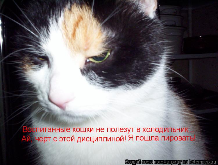 Воспитанные кошки не полезут в холодильник... Ай, черт с этой дисциплиной! Я пошла пировать!... Котоматрица: Воспитанные кошки не полезут в холодильник... Ай, черт с этой дисциплиной! Я пошла пировать!