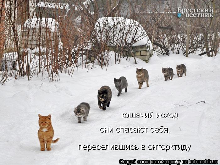 кошачий исход переселившись в онторктиду они спасают себя,... Котоматрица: кошачий исход переселившись в онторктиду они спасают себя,