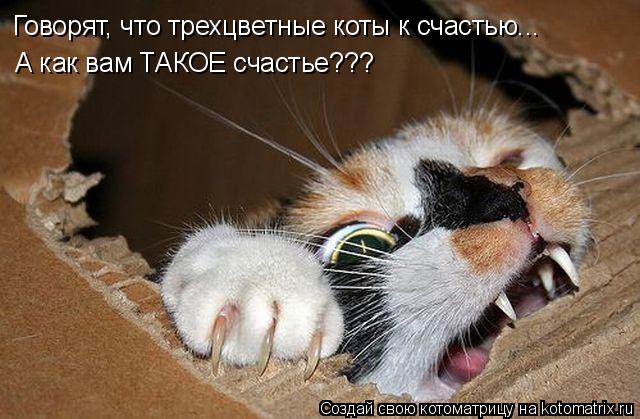 Говорят, что трехцветные коты к счастью... А как вам ТАКОЕ счастье???... Котоматрица: Говорят, что трехцветные коты к счастью... А как вам ТАКОЕ счастье???